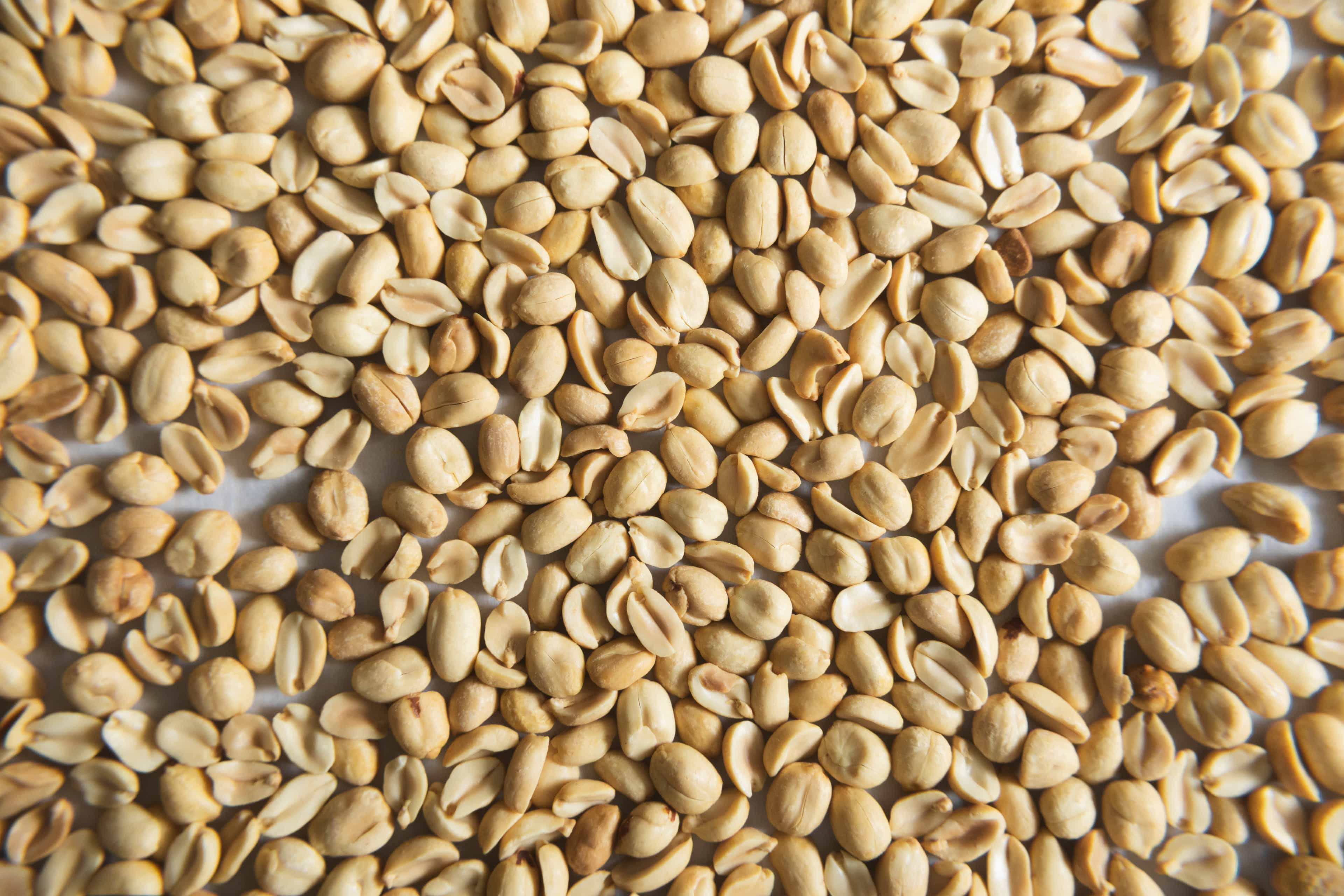 Roasted peanuts on baking tray.